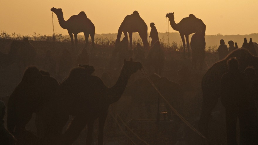 Rajasthan Unterwegs Mit Dem Kamelregiment Phoenix